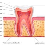 tooth structure to check for dental erosion