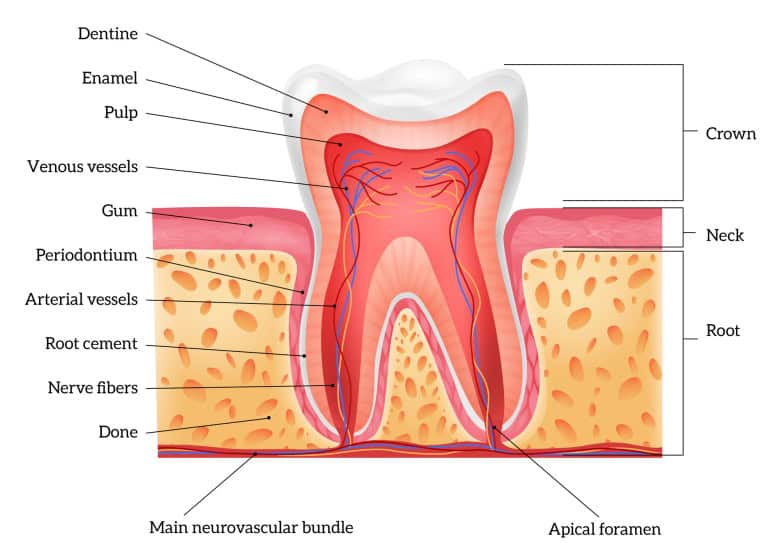 tooth structure to check for dental erosion